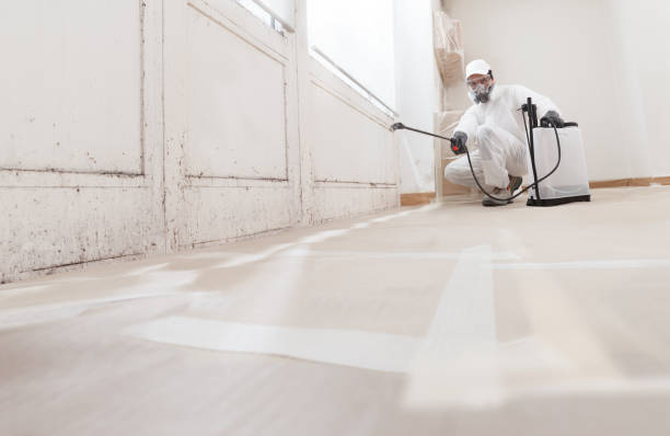 24/7 Emergency Mold Removal experts in Mount Laurel, NJ