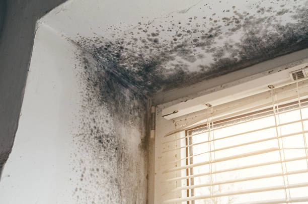 Affordable Mold Cleanup solutions in Mount Laurel, NJ