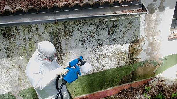 Trusted Mold Removal service in Mount Laurel, NJ - Cheap Mold Removal